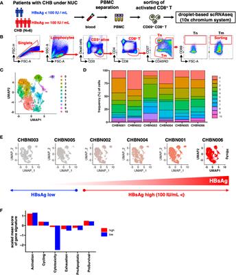 Hepatitis B surface antigen reduction is associated with hepatitis B core-specific CD8+ T cell quality
